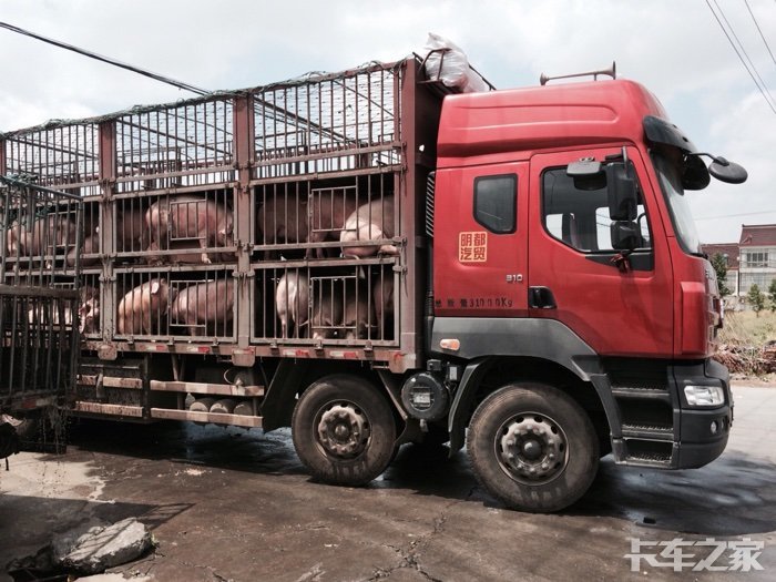 霸龙猪车