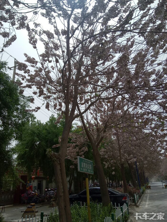 在新疆看到老家的桐树了