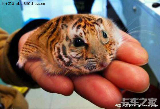 昨天在黑市上花了一万八买了一只老虎仔