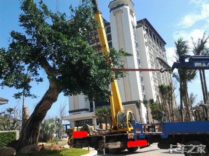 吊车移树记