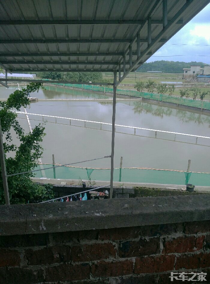 稻田改造的鱼塘,就在大门口,方便管理.