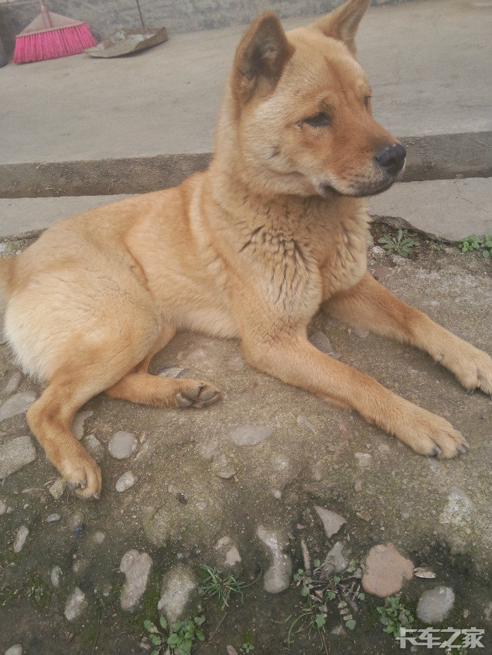 我家土狗,黄姑娘