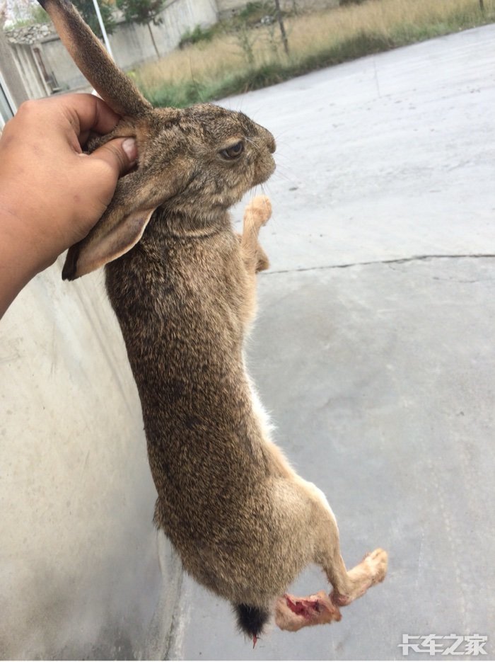 昨晚在高速路上抓到的野兔