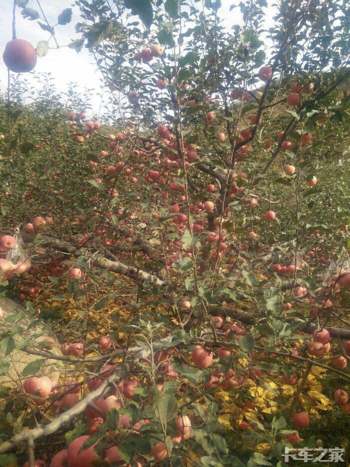 可以来山东省临沂市蒙阴县野店镇毛坪村看看这里的苹果又大又甜!