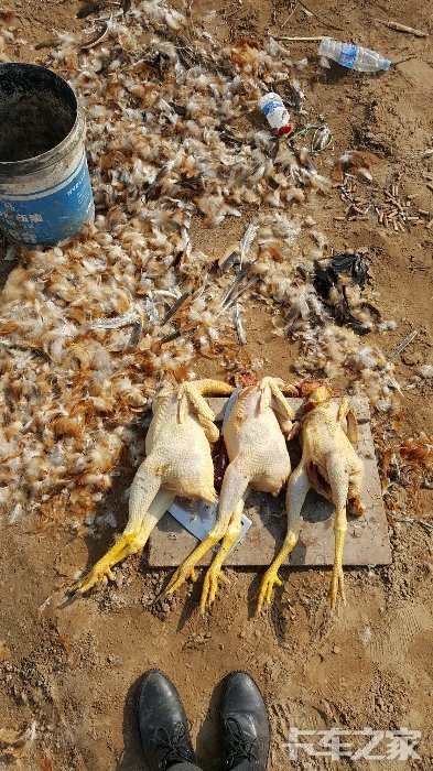 "王先森"墙倒众人推,翰威也疯狂,载着鸡粪奔小康!(拉鸡粪专题贴)