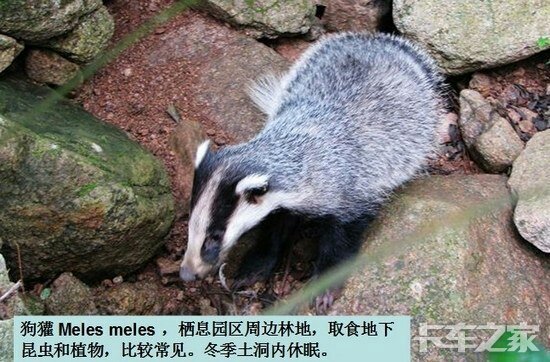 狗獾子科普一下,是貉子!看图片,(刚才在网络里找的狗獾图片)
