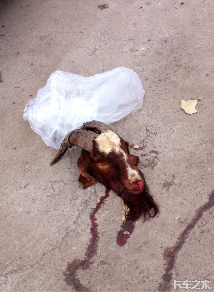 血淋淋的,身首异处了