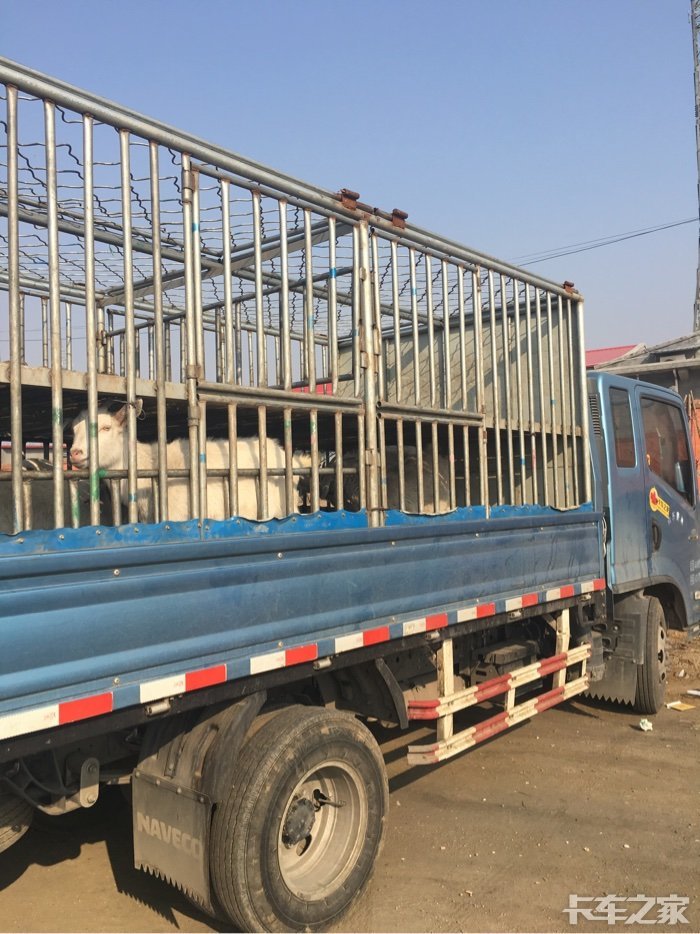 我菏泽回民,拉羊的同行呀.留个电话吧