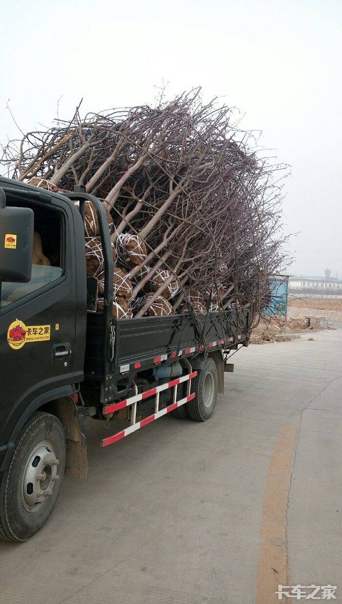 山东临朐拉树苗 _ 卡车之家论坛