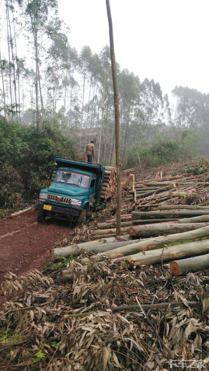 钦机进山拉木干活