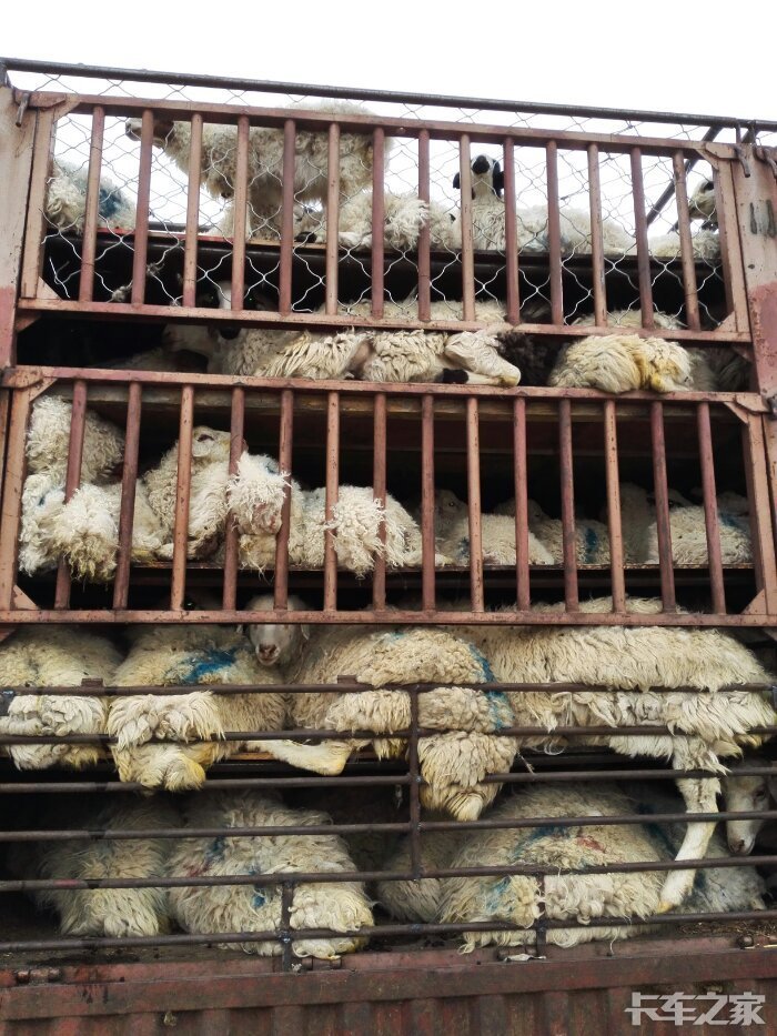 又是一年拉羊季