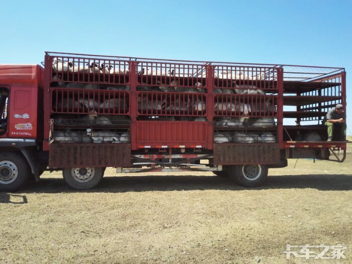 又是一年拉羊季