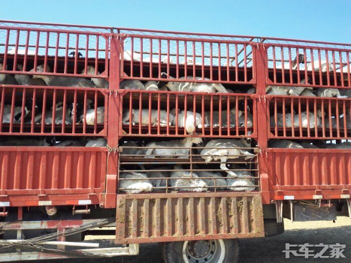 又是一年拉羊季