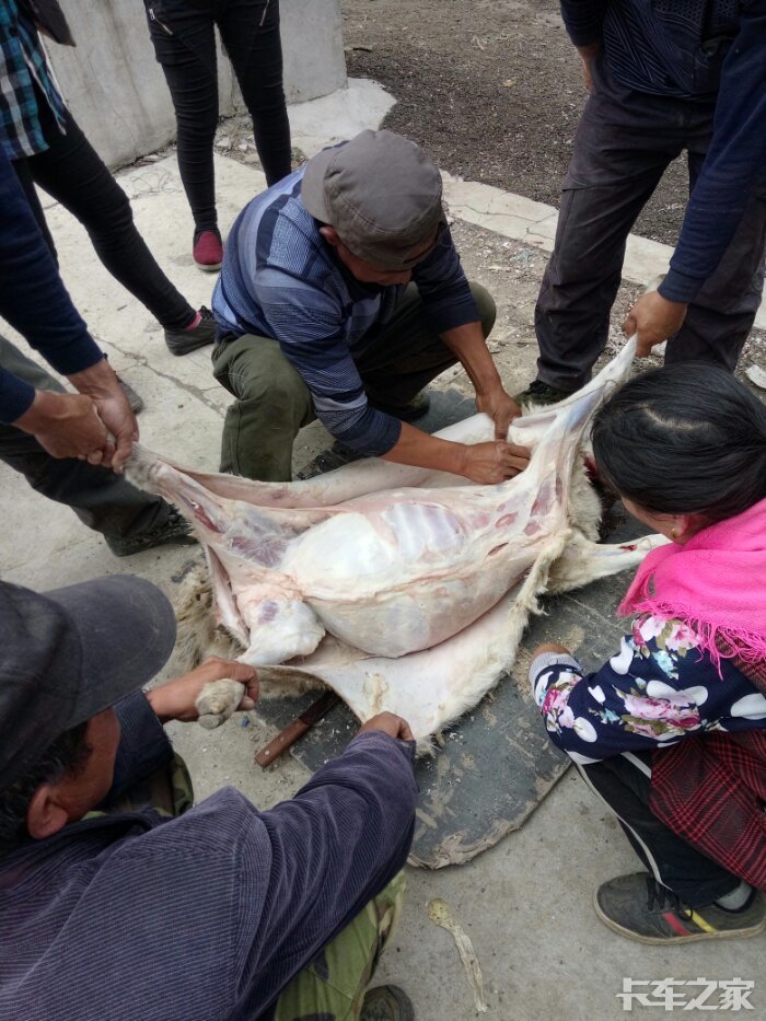 杀羊吃肉