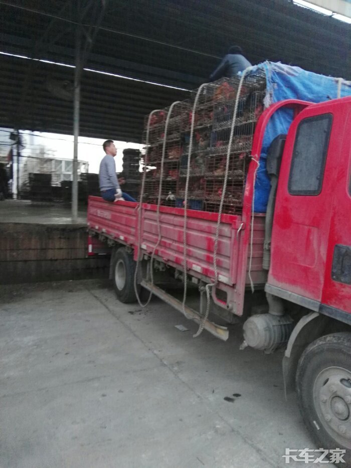 求照片,求配置旁边重汽是我的,我给你真实.正常一笼鸡是,100斤.