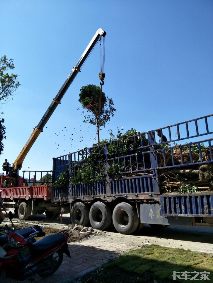 又是一年银杏最美时……老司机进来聊聊拉树那点事呗