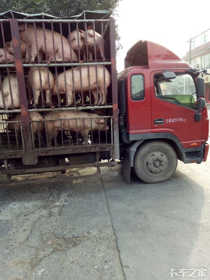 请教一下装猪的货车司机