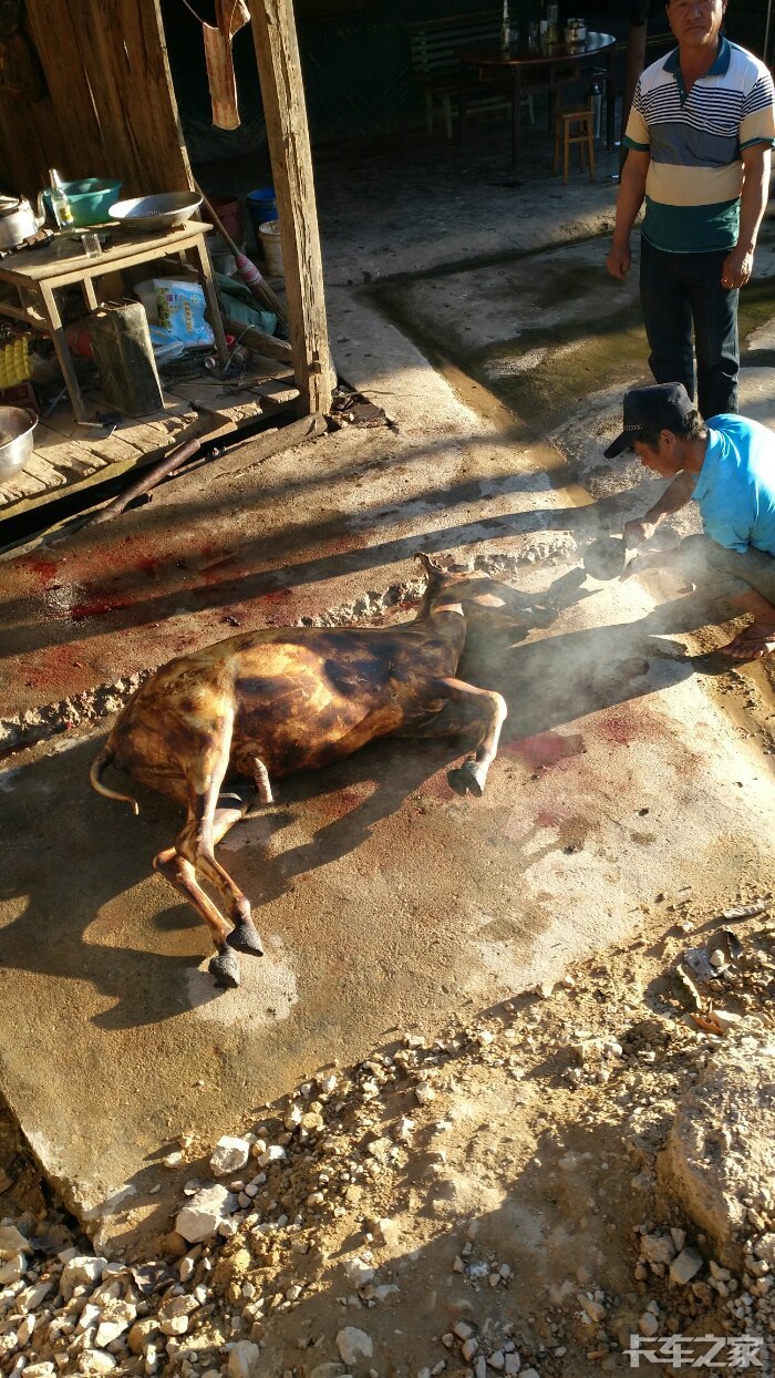 见识一下杀驴的