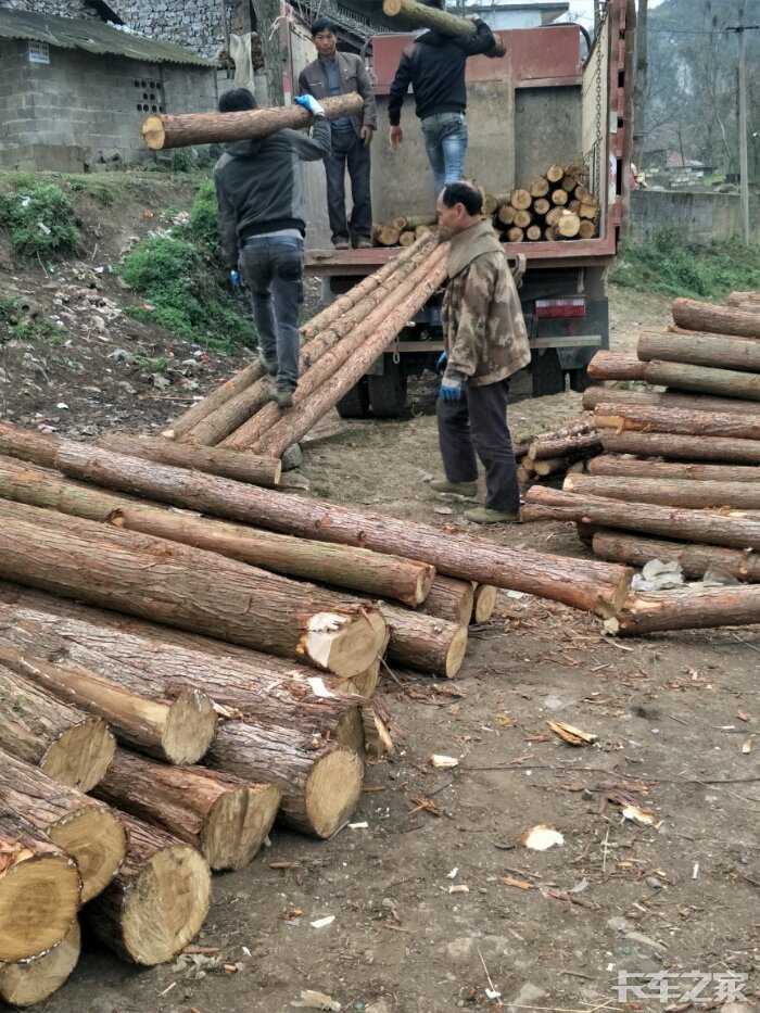 上班了,没其他的货源,来拉树咯.