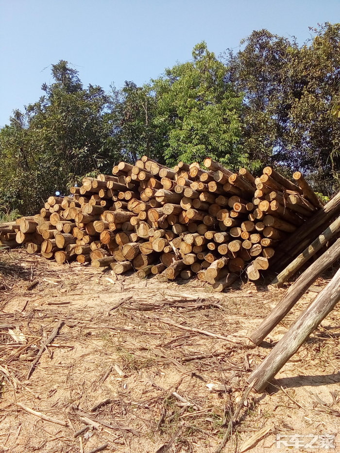 久违的阳光开工了上山拉木头去