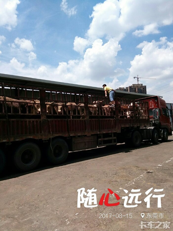 拉牛去东莞市