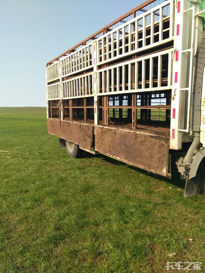 看95内蒙小伙拉羊直播