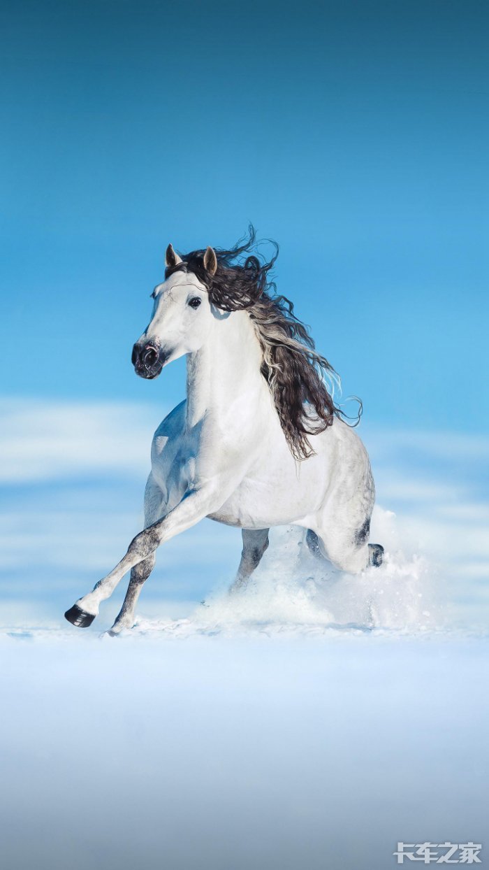 策马奔腾