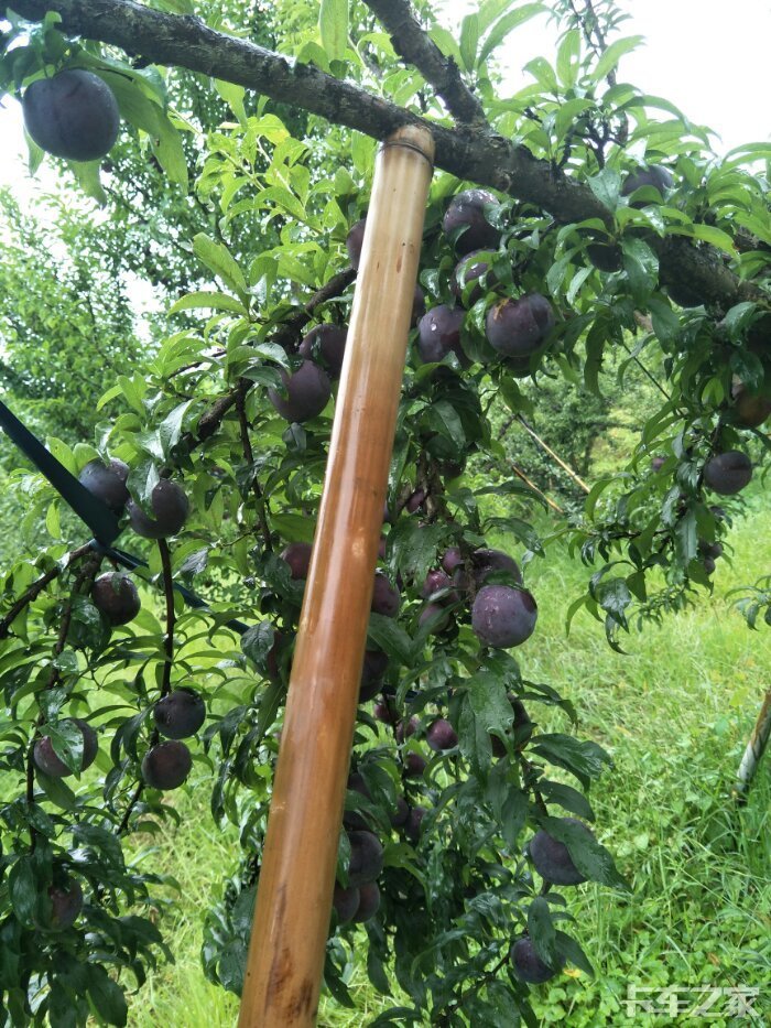 黑布朗李
