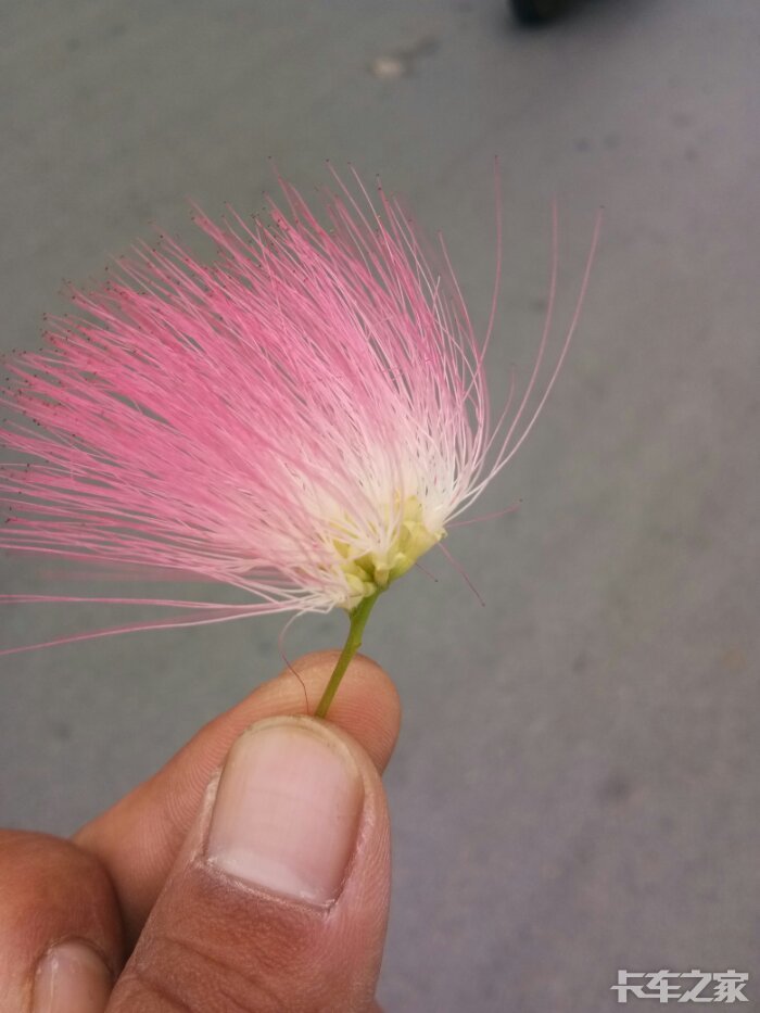 毛绒绒的,不知道是什么花