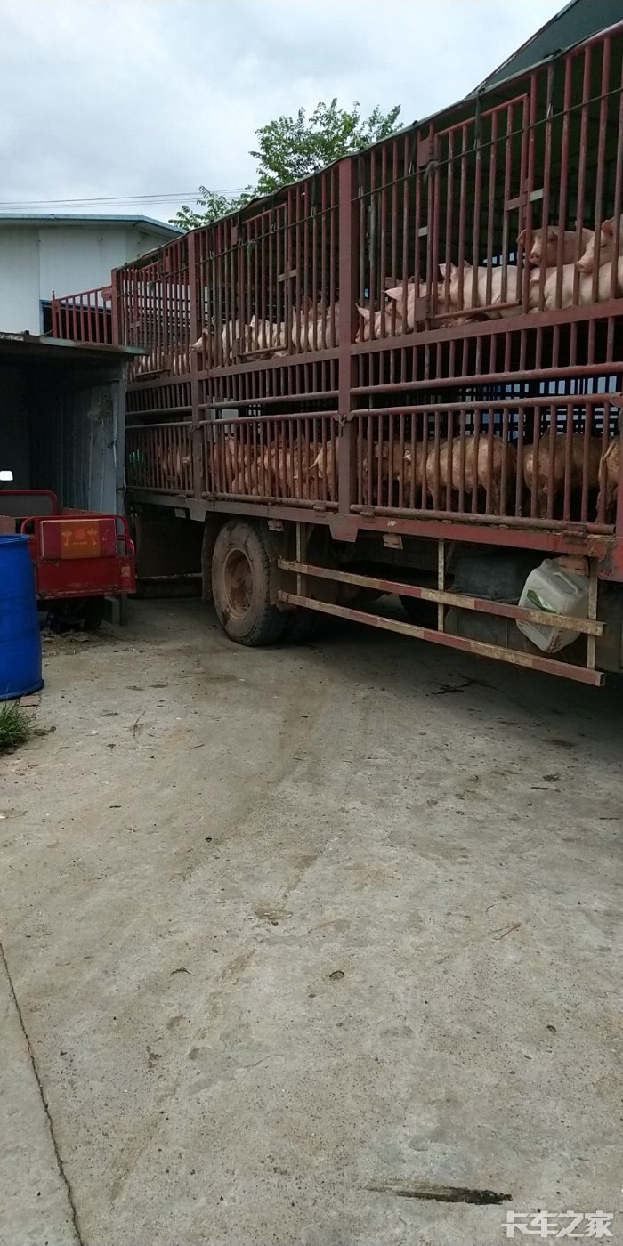 收购一辆,六米八特殊结构,拉猪车 [复制链接] 发表于 2018-9-17 11:49