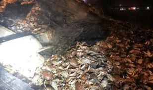 吃货们伤心了，4000斤螃蟹被烤熟!