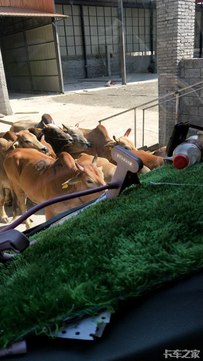 先上点图   江西南丰到瑞丽第六趟拉牛 来回全程5400公里