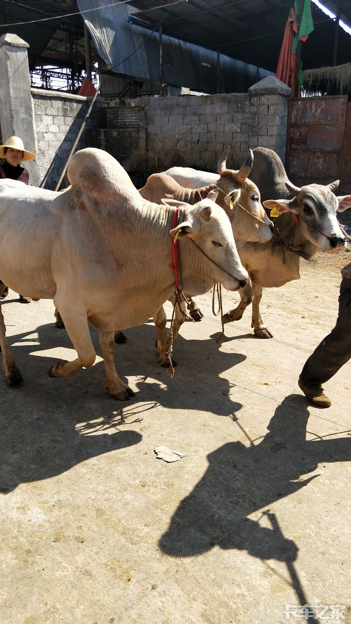 中国的牛快被我们吃完了!背上有包的是缅甸牛