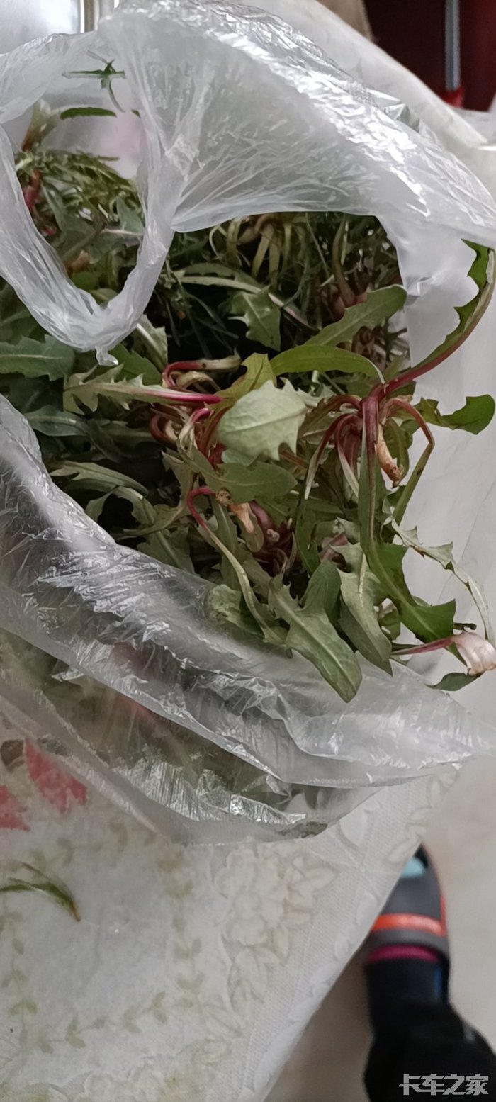 青麻菜菠萝蜜