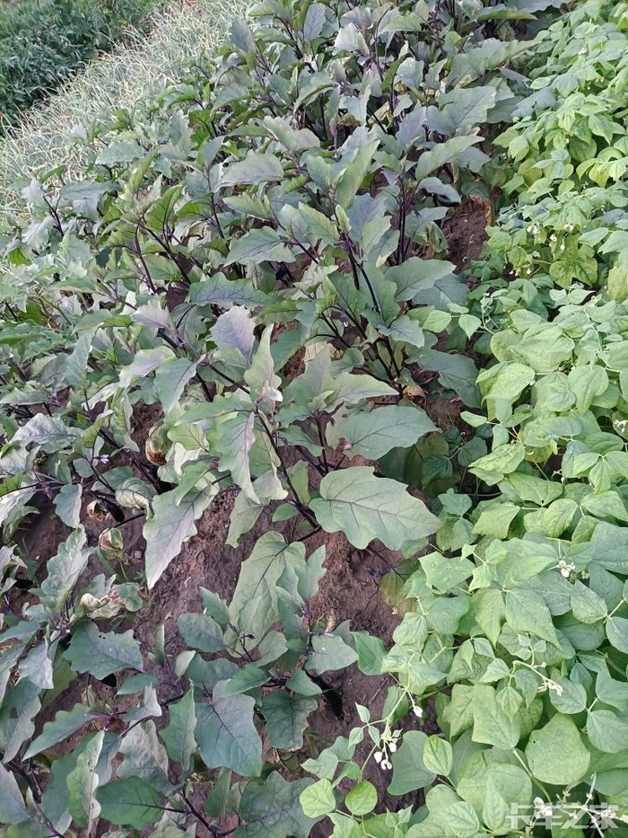 这是茄子秧结出大紫茄子不用上早市买菜