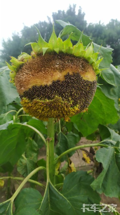 向日葵都结果啦哈哈哈