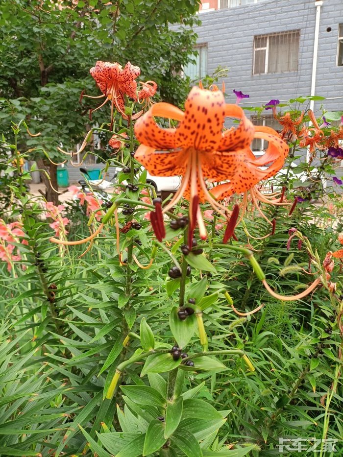 小区里的花种的叫卷帘大酱还是萨日朗