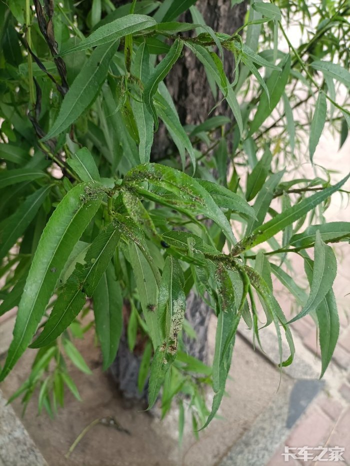 这柳树下面冒枝芽叶子上全都是腻就是蚜