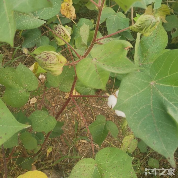 棉花还没有成熟个个含苞待放