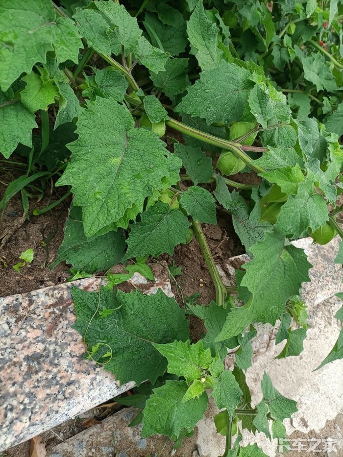 这个植物就是姑鸟绿的时候摘下来可