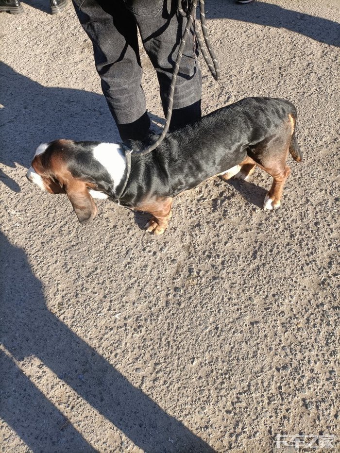 这个拉长狗有点大