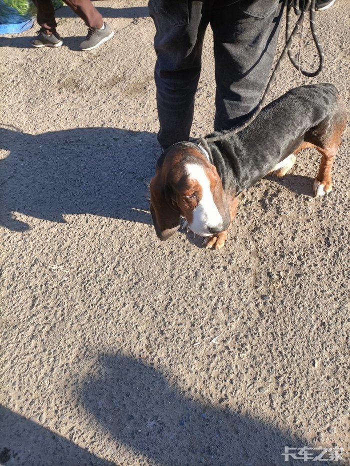 这个拉长狗有点大